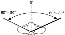 Beweglichkeit HWS